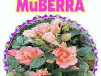 iyiki doğdun Müberra