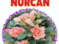 iyiki doğdun Nurcan