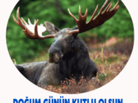 Doğum Günün Kutlu Olsun