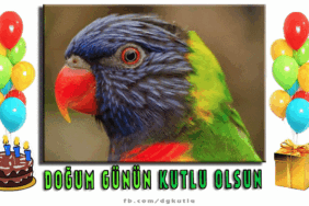 Papağan doğum günü gif resim